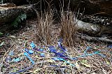 Satin Bowerbird